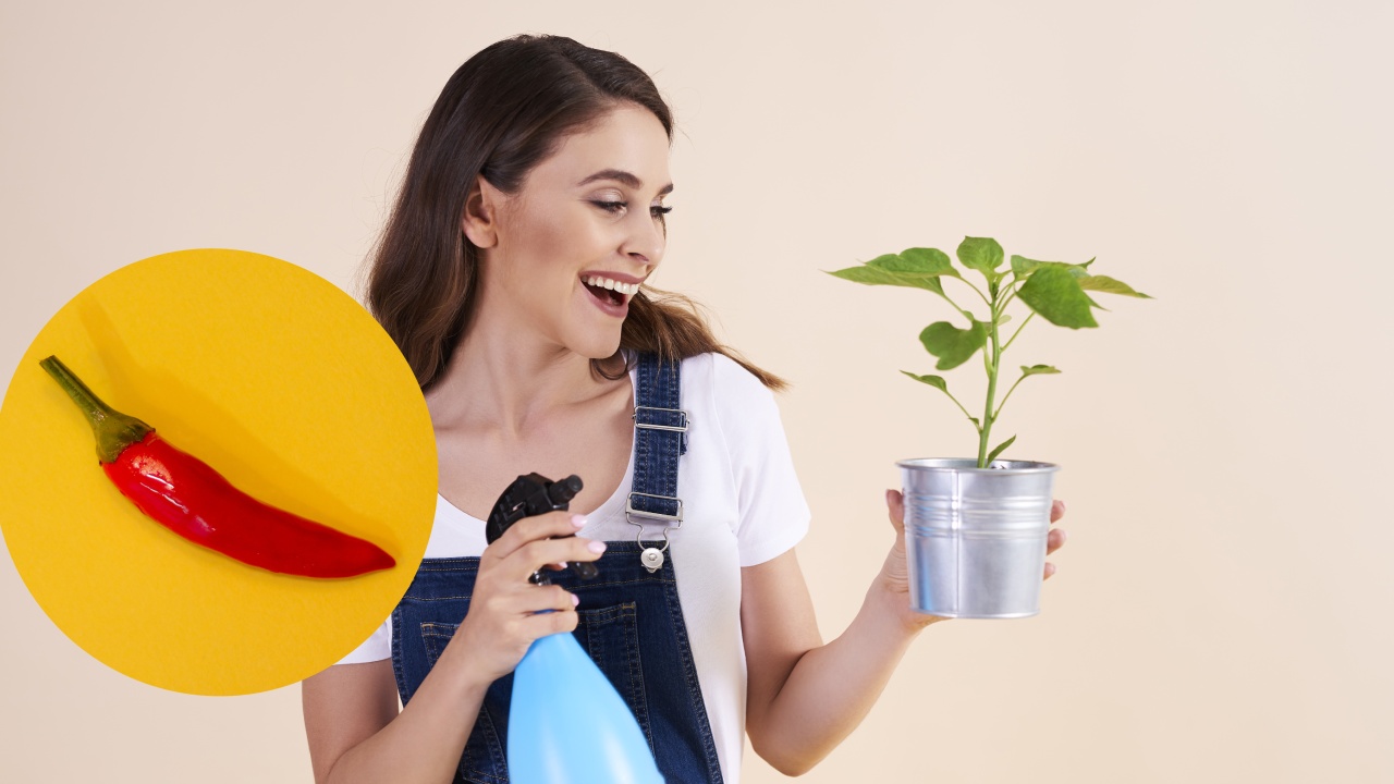 insecticida hecho con chile para plagas