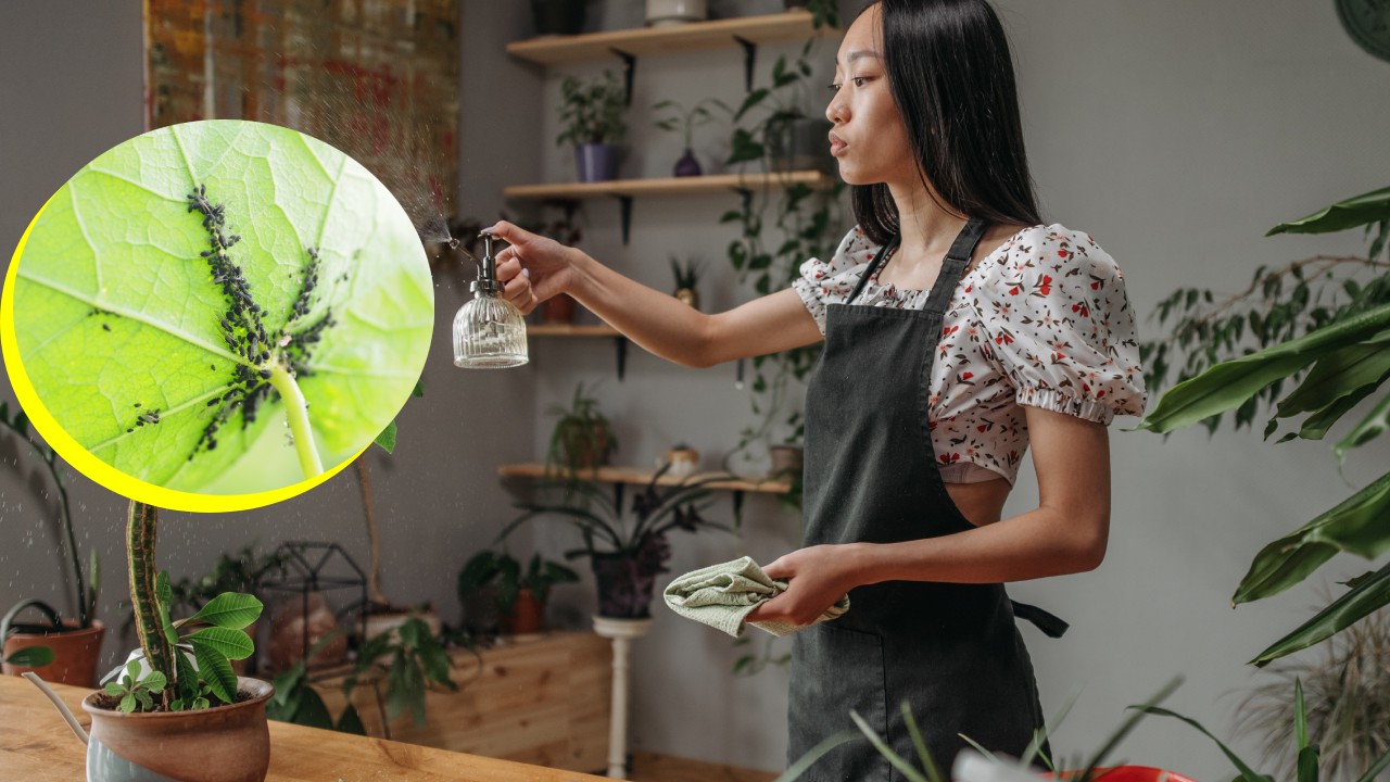 insecticida con vaporub para eliminar el pulgón