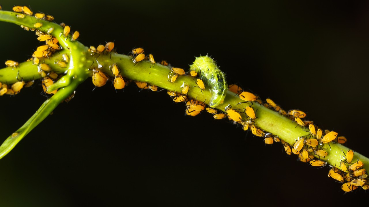 insecticida con vaporub para eliminar el pulgón