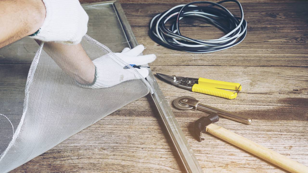 insectos que salen cuando llueve