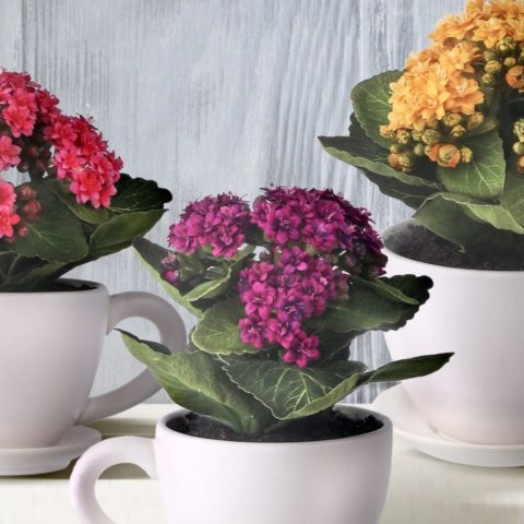 kalanchoe en taza