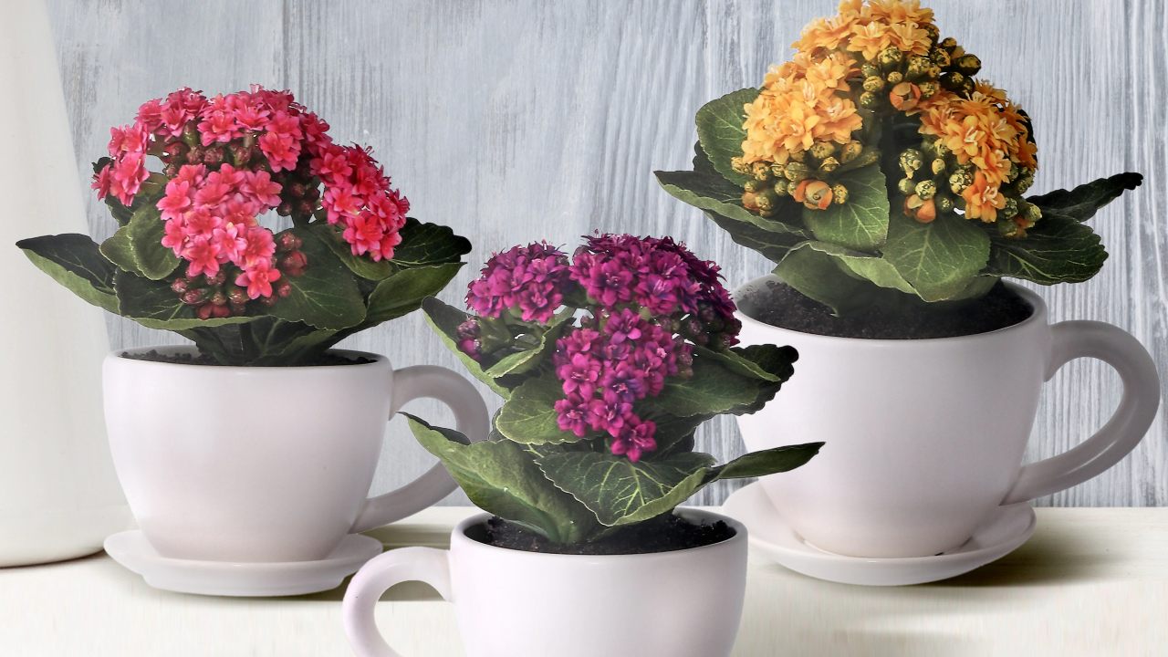 kalanchoe en taza