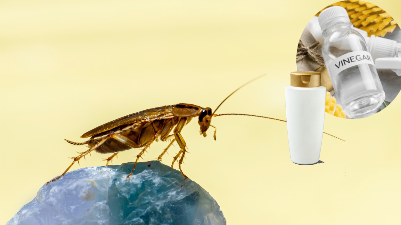 mezcla de shampoo y vinagre para eliminar cucarachas