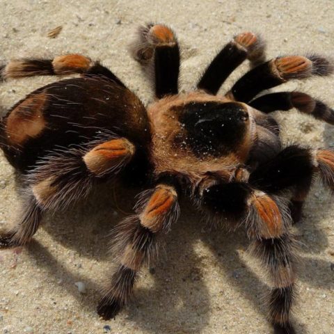 no deberías tener una tarántula mexicana de mascota