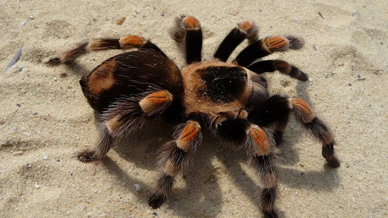 no deberías tener una tarántula mexicana de mascota