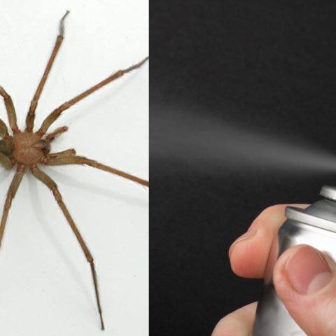 no debes rociar insecticida a las aranas violinistas y cual es la solucion