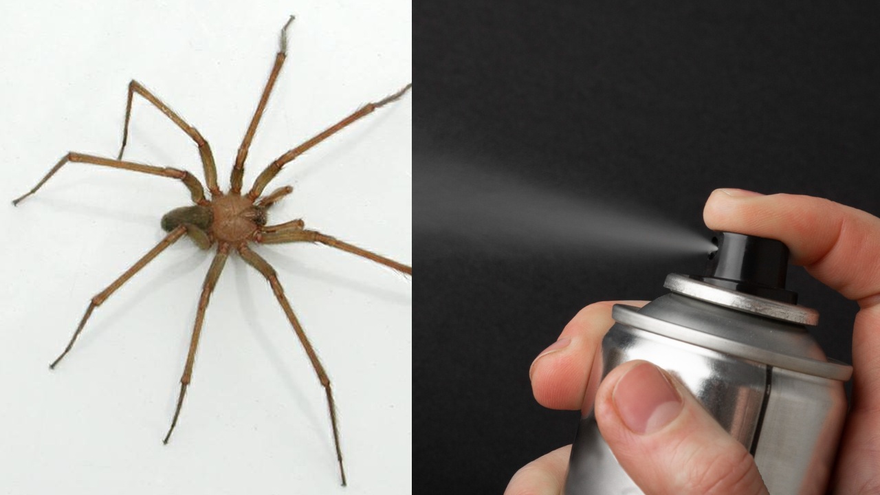 no debes rociar insecticida a las aranas violinistas y cual es la solucion