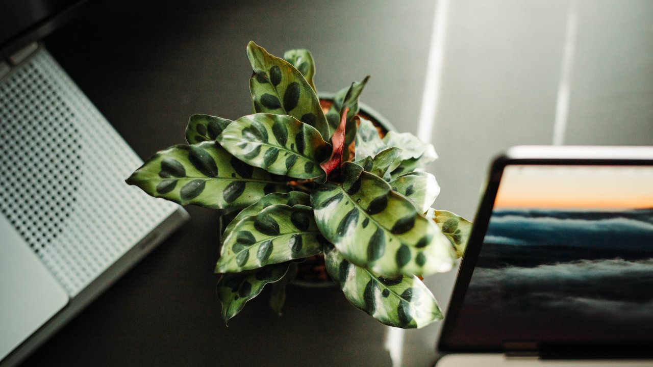 plantas con hojas de colores para decorar