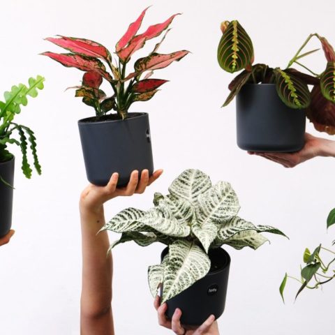 plantas con hojas de colores para decorar