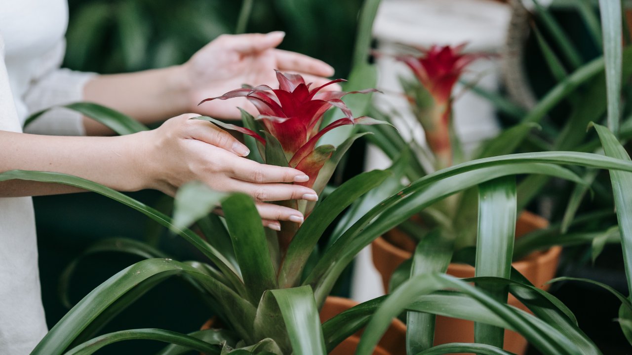 plantas con hojas de colores para decorar