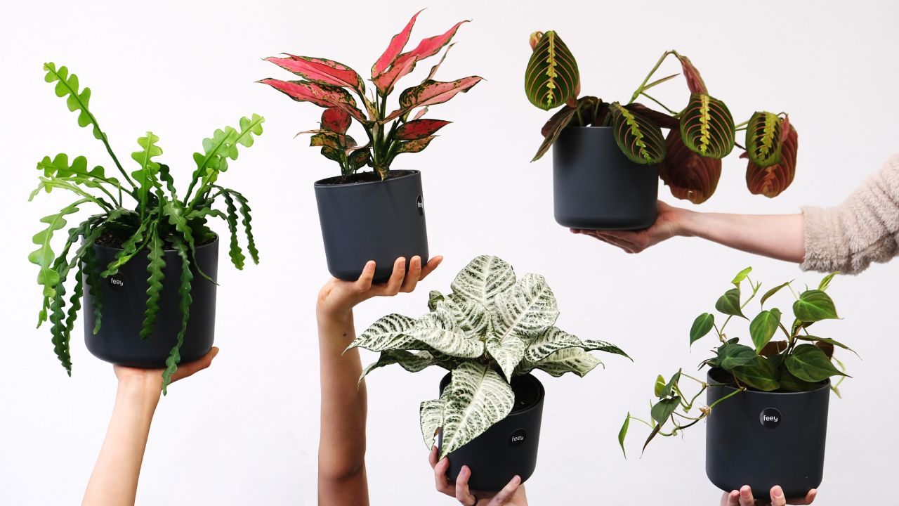 plantas con hojas de colores para decorar