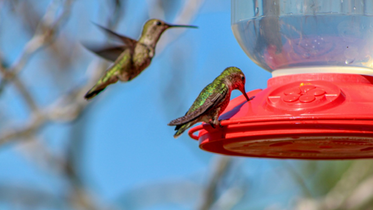 son malos los bebederos para colibries