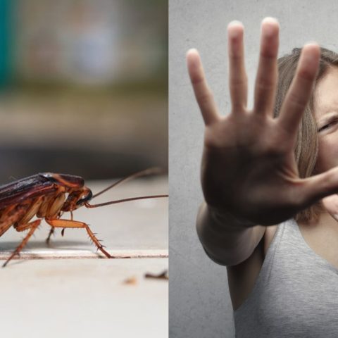 liberar cucarachas en tu casa