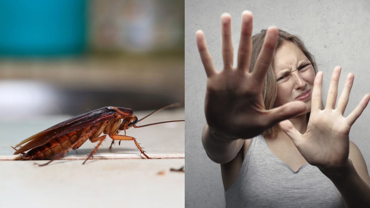 liberar cucarachas en tu casa