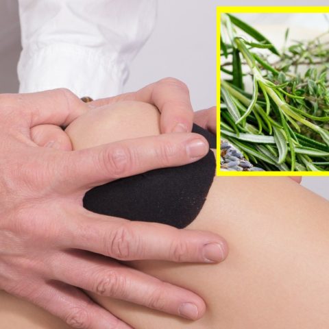 tomillo y romero para regenerar el cartílago de las rodillas