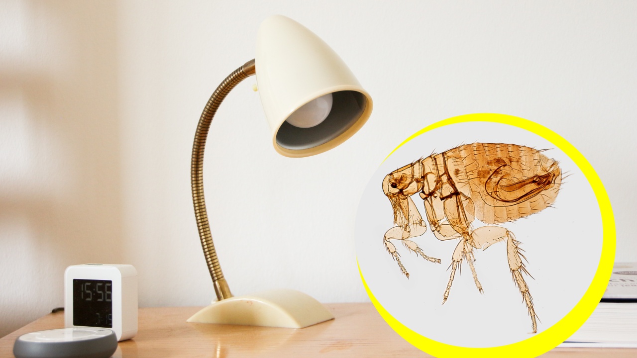 trampa con jabón para pulgas