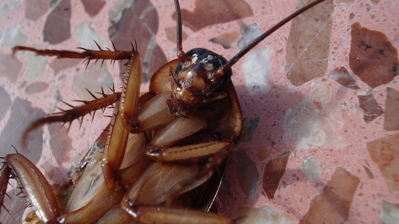 trampa con migas de pan para eliminar cucarachas