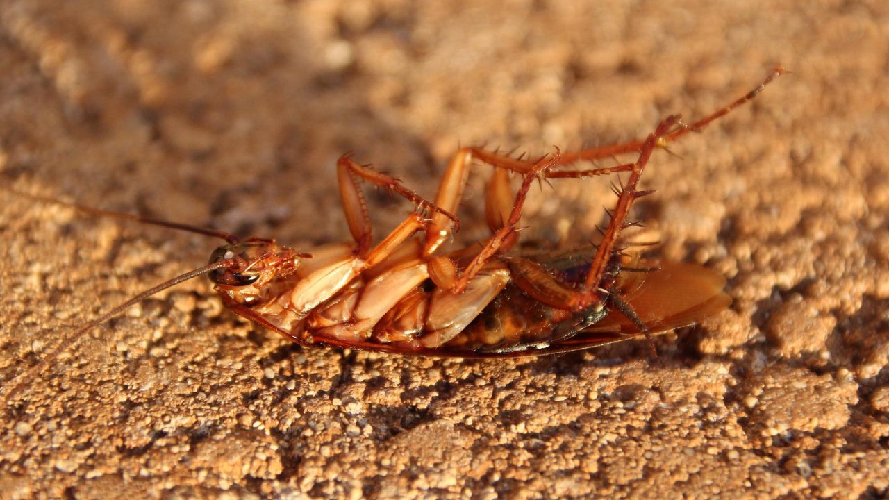 truco para evitar que kas cucarachas suban a la cama