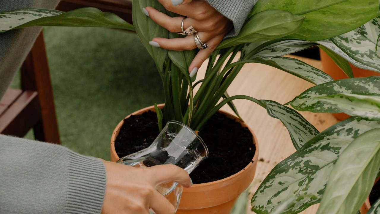 truco para hacer crecer tus plantas