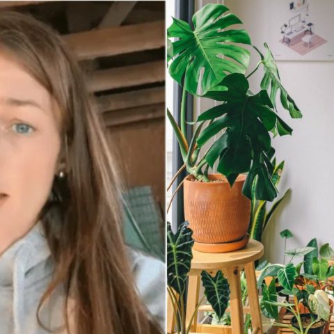 truco para hacer crecer tus plantas