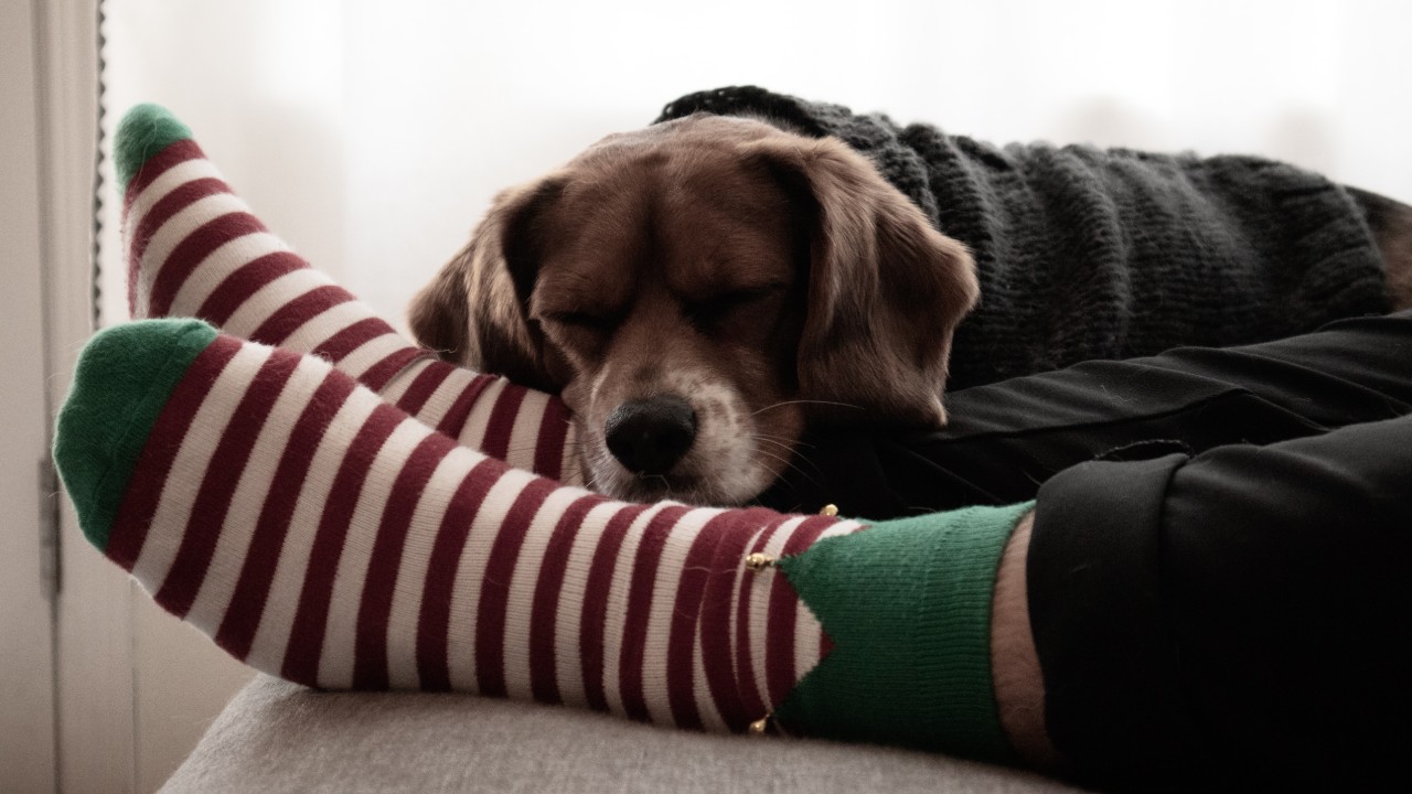 Por qué tu perro ama oler los calzones y calcetine