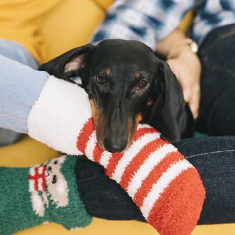 Por qué tu perro ama oler los calzones y calcetine