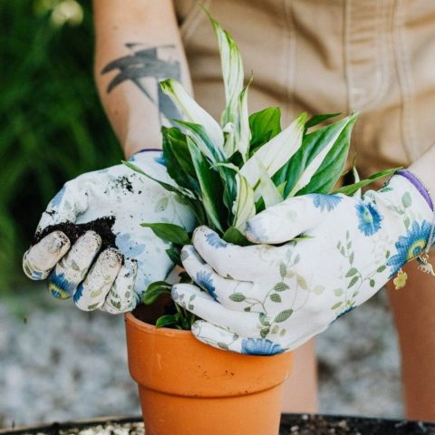 plantas comunes que deberias evitar tener en tu jardin