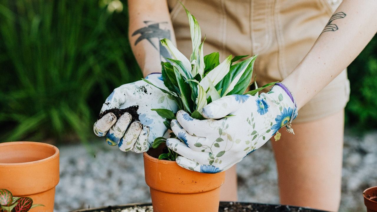 plantas comunes que deberias evitar tener en tu jardin