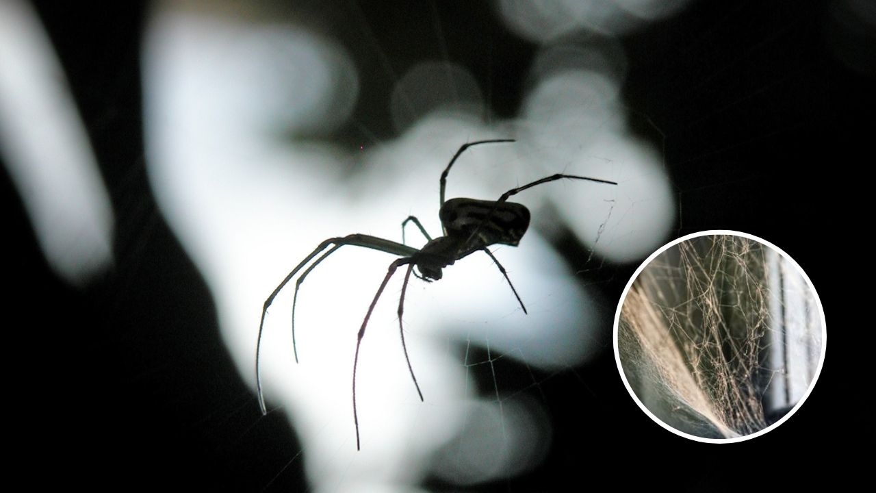 como hacer limpiador de telaranas