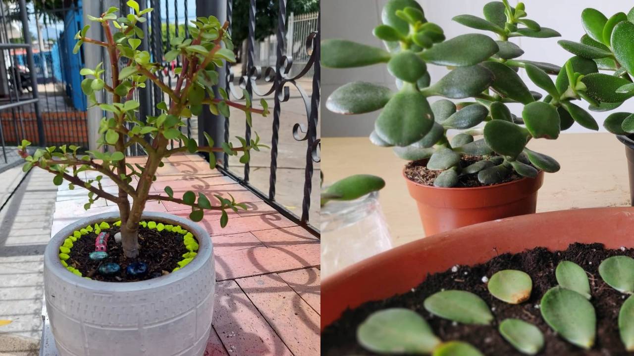 Aprende a reproducir tu propio arbol de jade con solo una hoja el truco mas sencillo