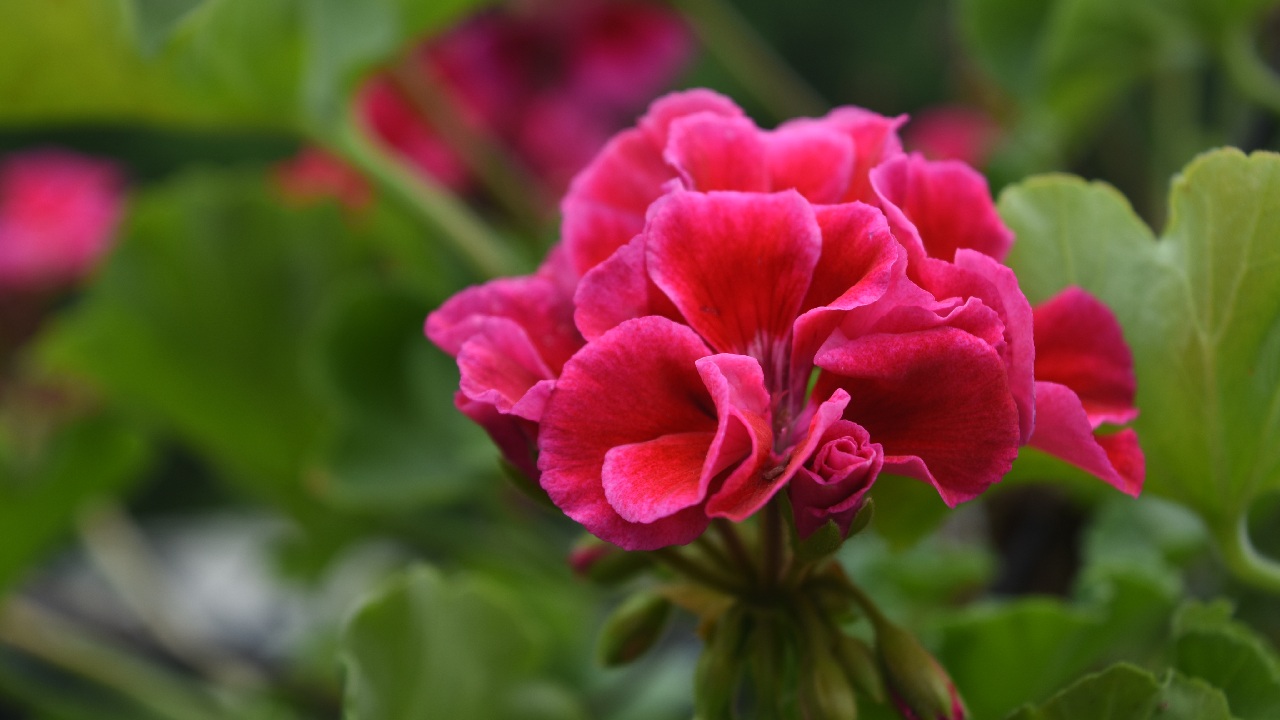 como propagar geranios