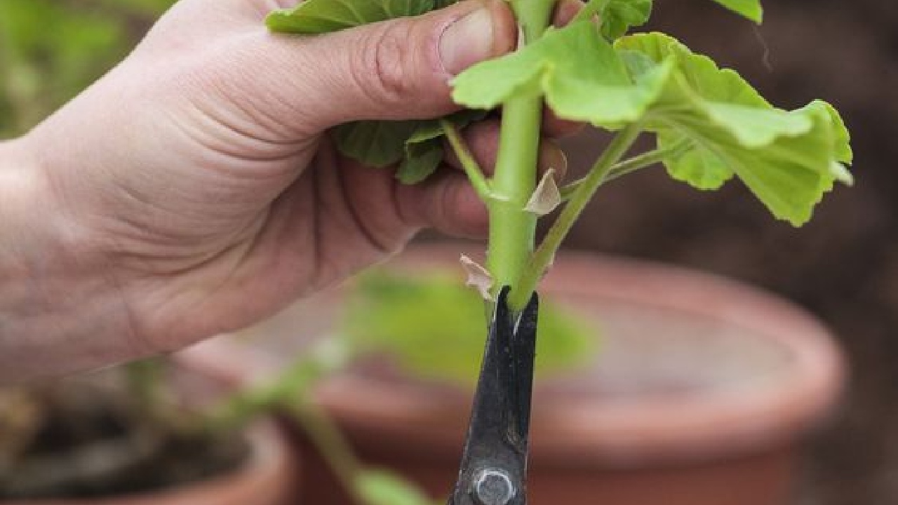 reproducir geranios con tallo