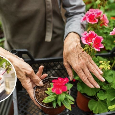 como reproducir geranios