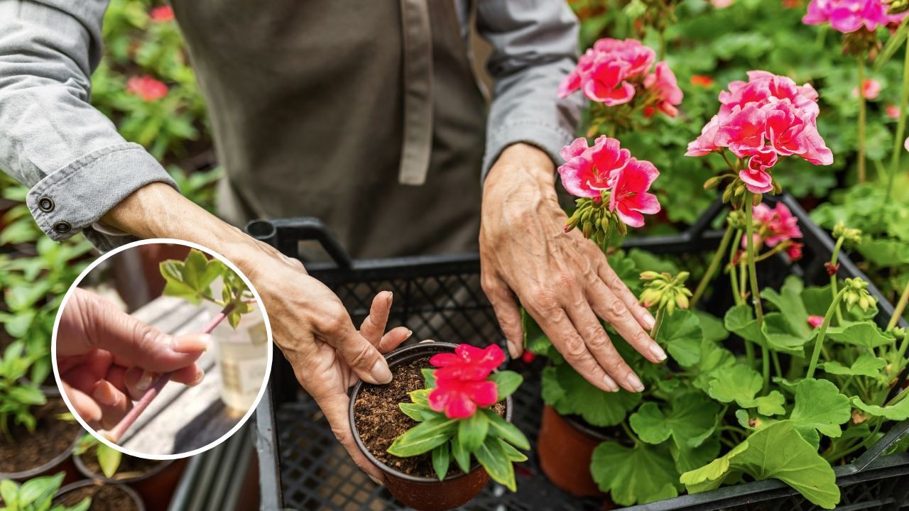 como reproducir geranios