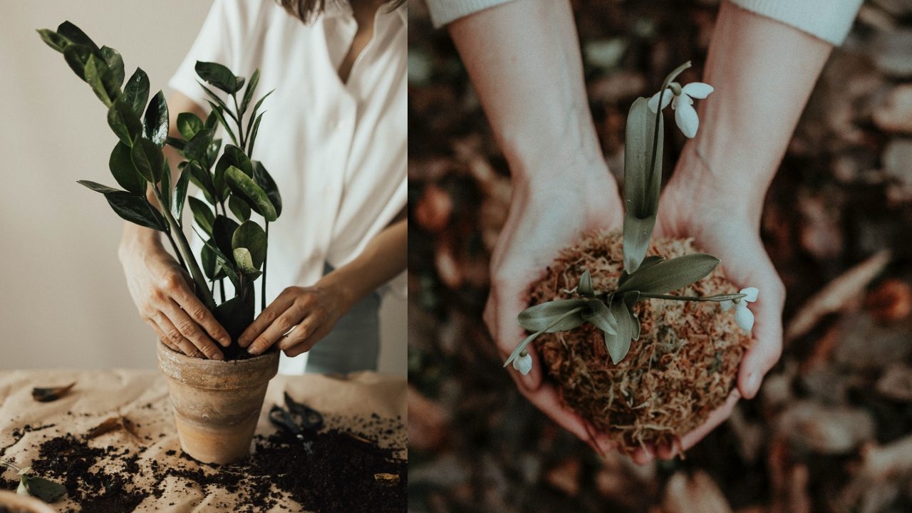 nutrientes en el sustrato