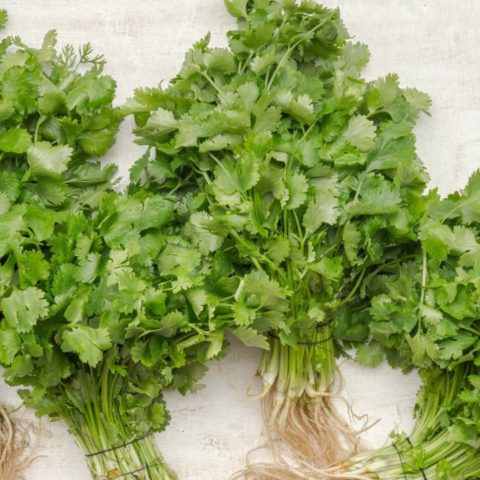así puedes congelar tu cilantro