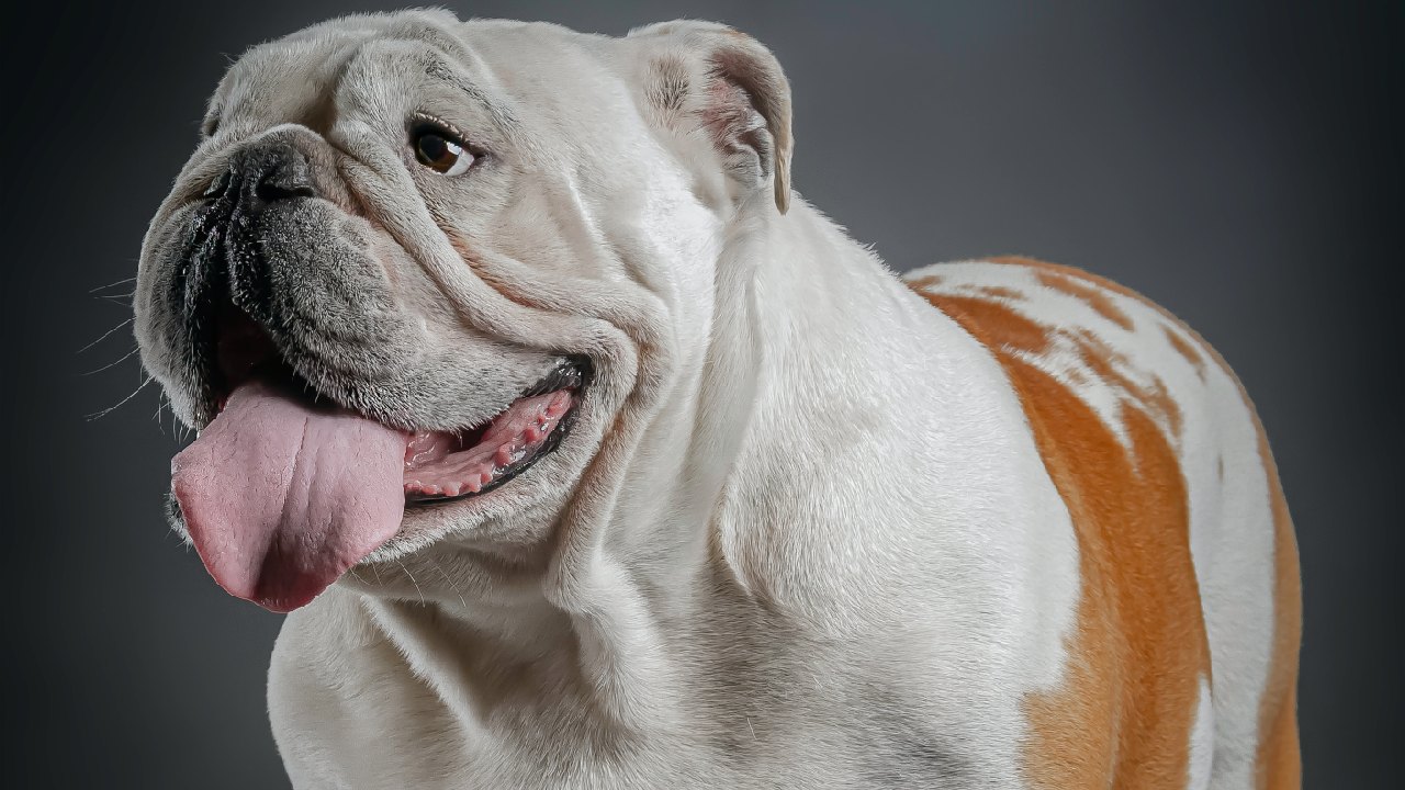 por que no comprar bulldog ingles