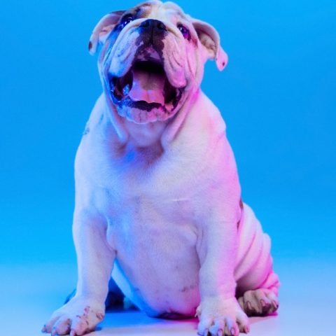 bulldog ingles por que no comprar