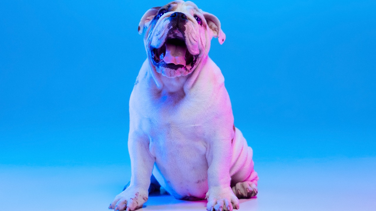 bulldog ingles por que no comprar