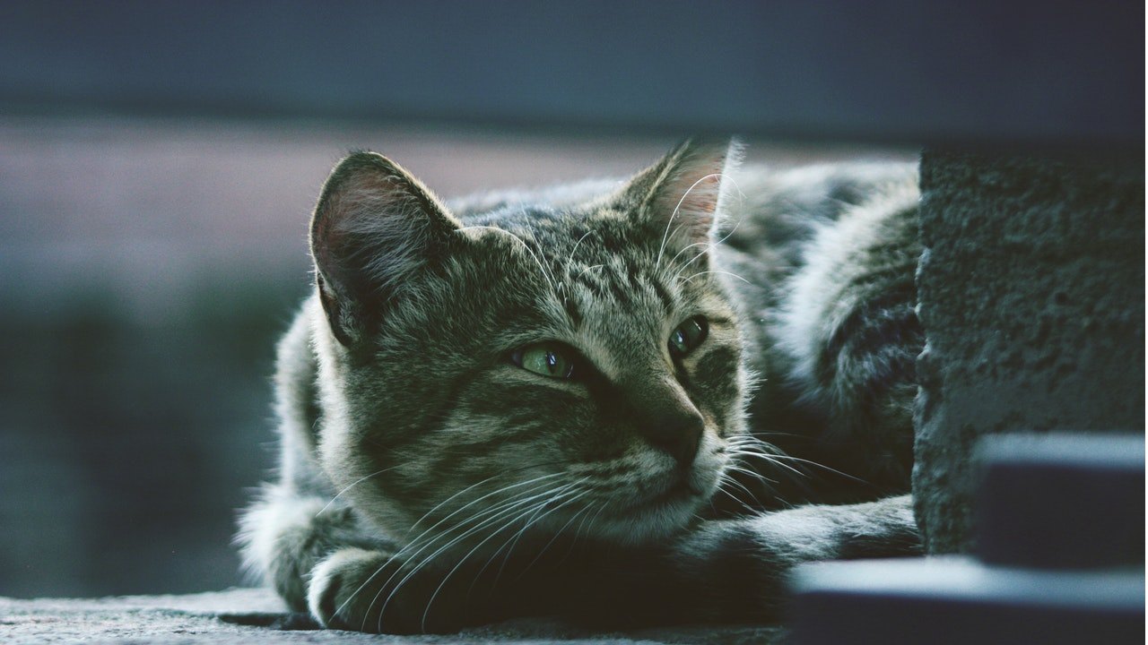 como ahuyentar a los gatos de los techos