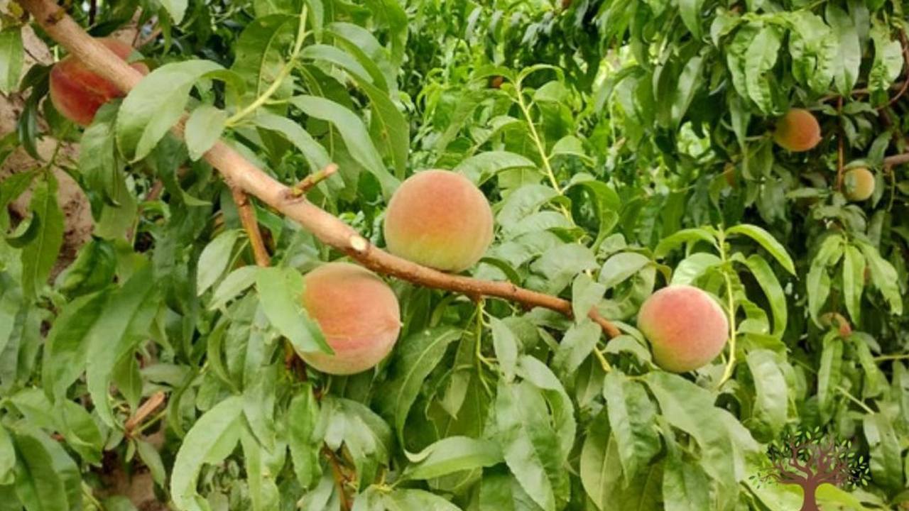 cuidar de tu duraznero