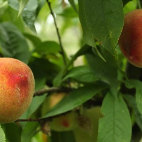 Como cuidar tu arbol frutal de durazno para que florezca 1