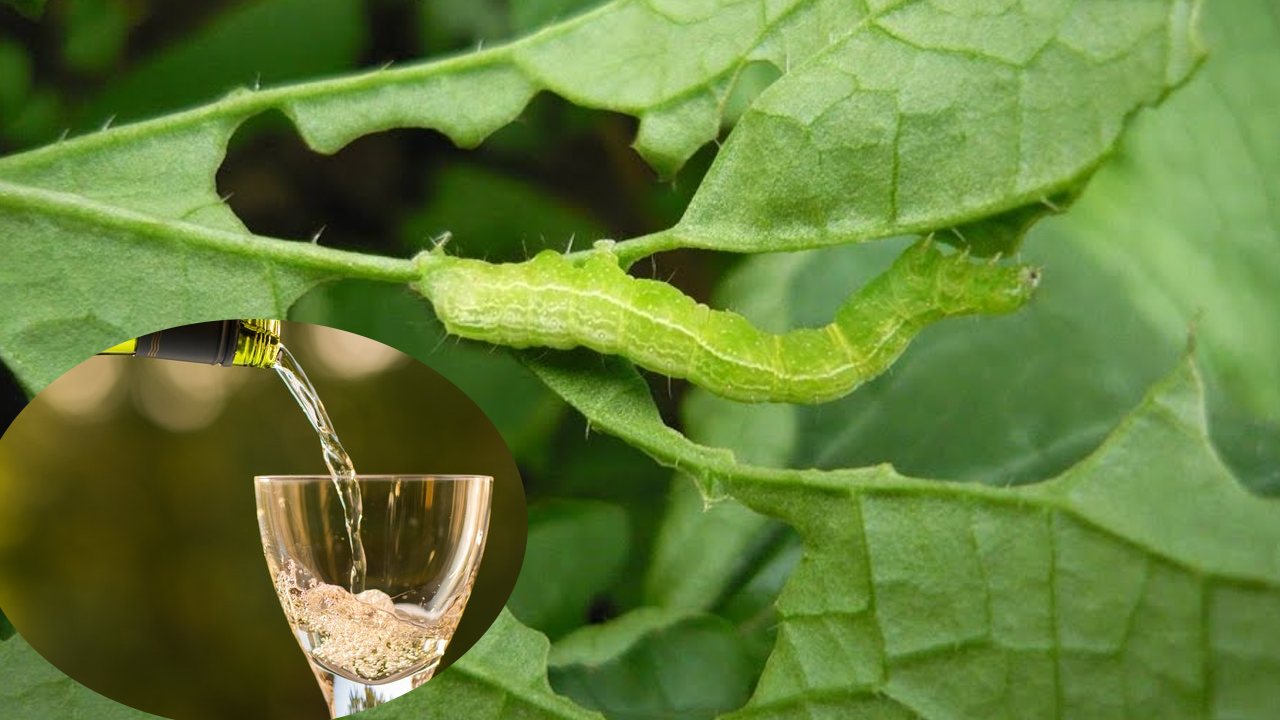 vino para ahuyentar los gusanos