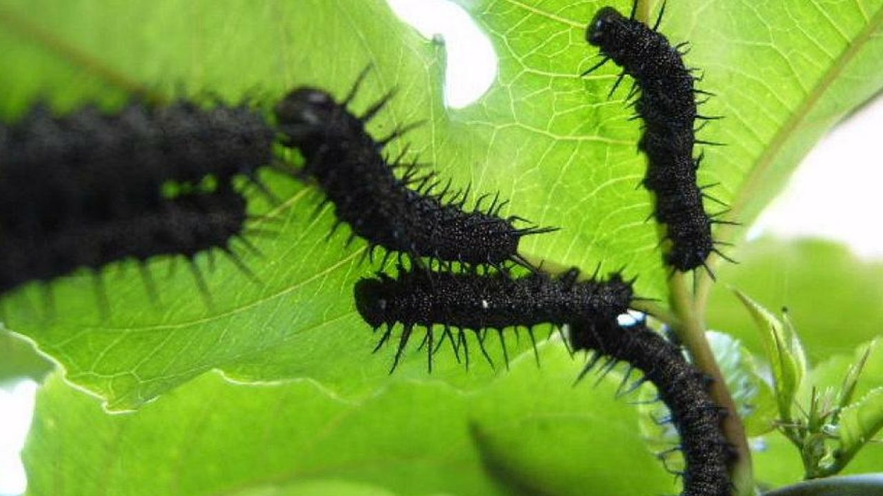 infestación de gusanos