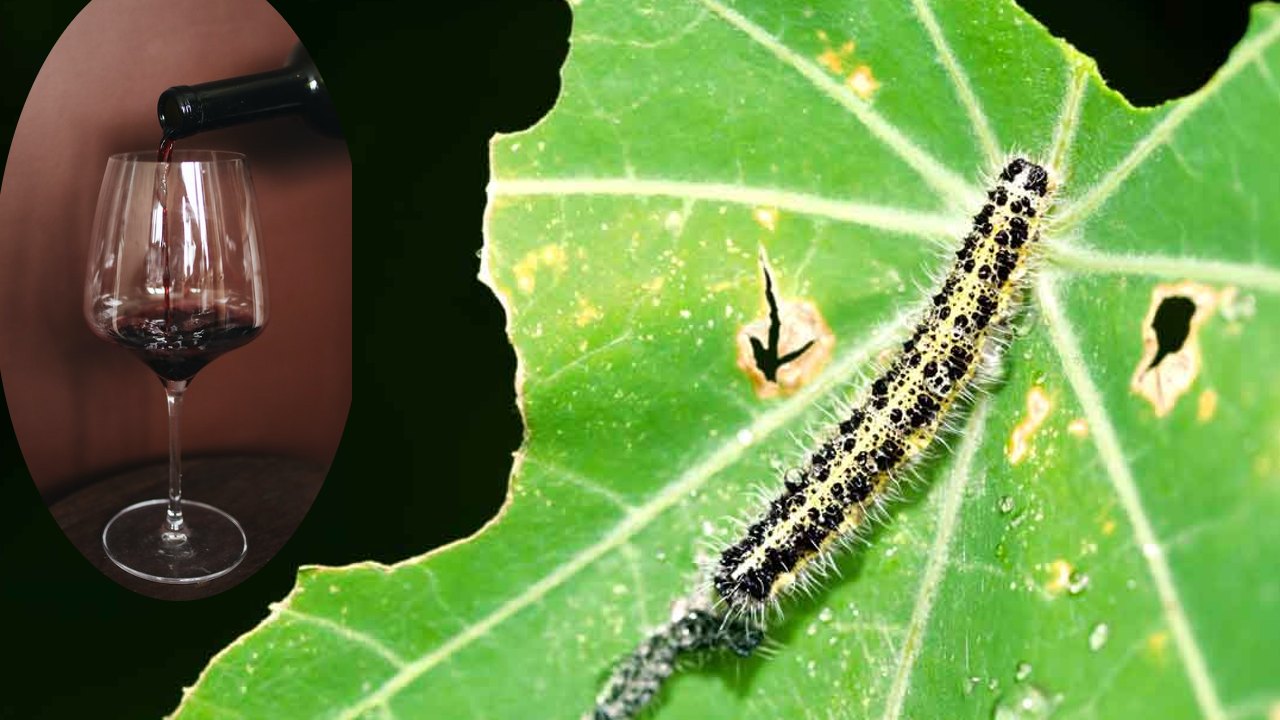 eliminar la plaga de gusanos de tus plantas