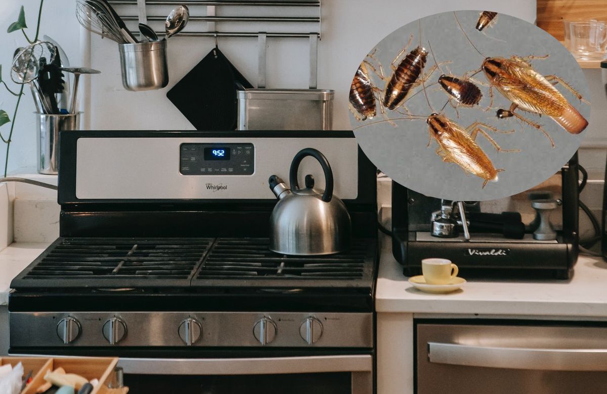 eliminar un nido de cucarachas