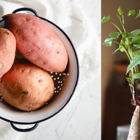 planta enredadera con camote