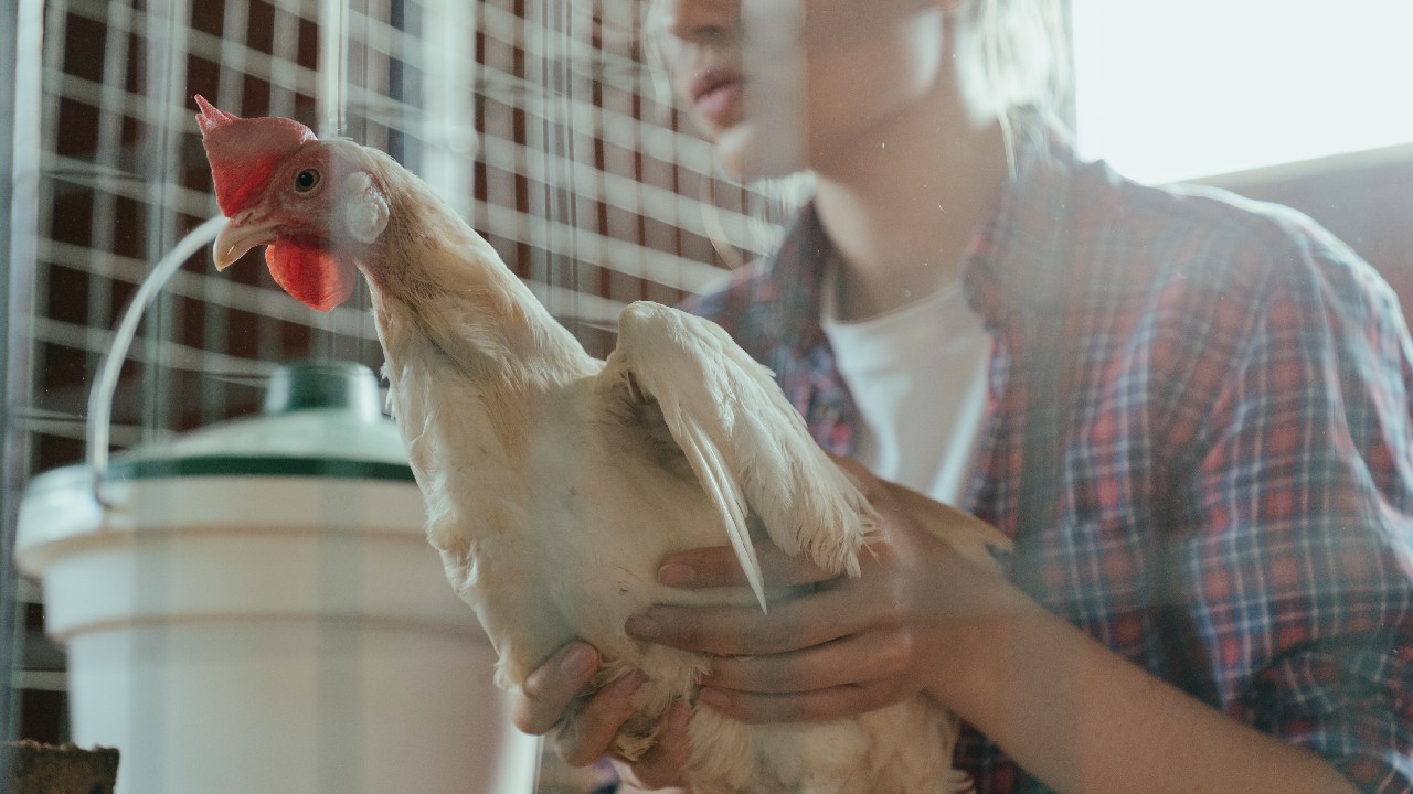 gallinas pongan mas huevos