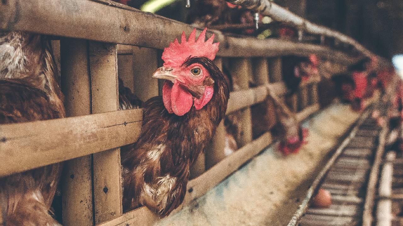 como hacer que gallinas pongan huevos