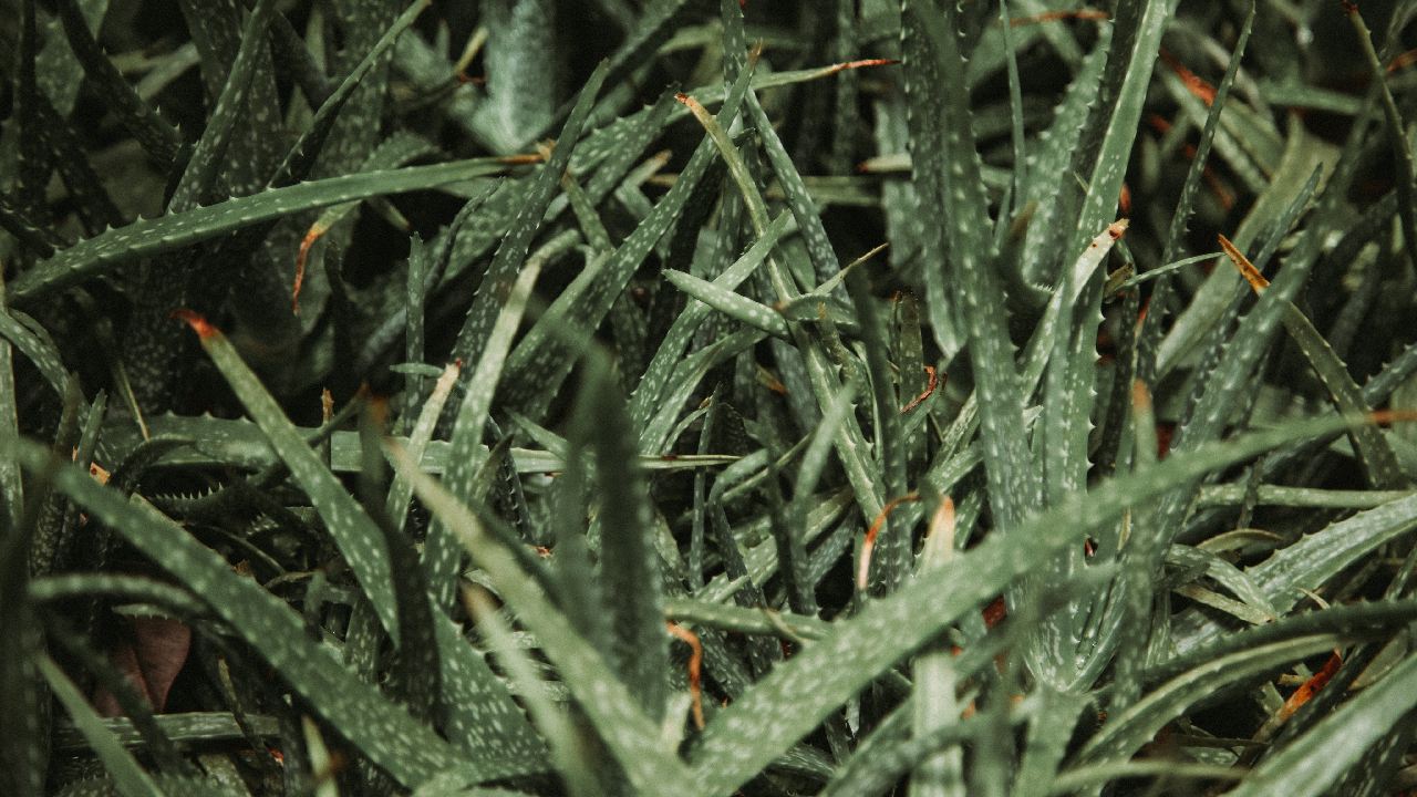 shampoo solido de aloe vera casero